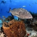 grouper_black_ft_lbb_v_0449_bah0837.jpg